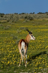 Antelope on blooming desert, Namibia