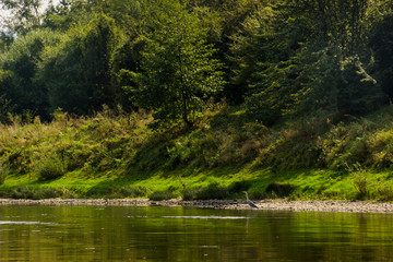 grey heron on the riverbank