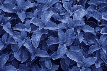 the classic blue color of the leaves of perennial coleus plants, plectranthus scutellarioides.