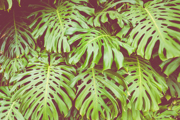 Close up Pile of Leaves Monsters with palm leaves.