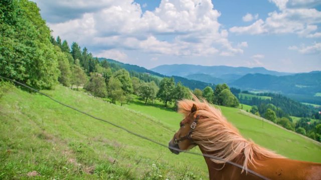 Cinematic shot of a brown horse looking at the camera on a beautiful green hill