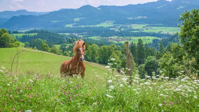 Couple hike through lush meadow past brown horse in the mountains.