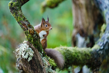red squirrel (Sciurus vulgaris) on a mossy branch, taken in Scotland