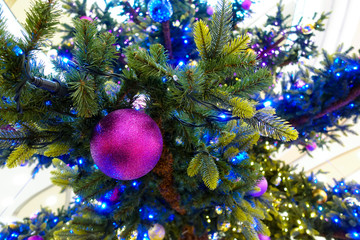 Christmas tree decoration for christmas. Raspberry shiny ball on spruce