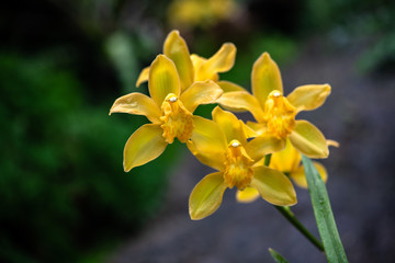 Fototapeta na wymiar Nice yellow Orchidaceae flowers nature garden flora