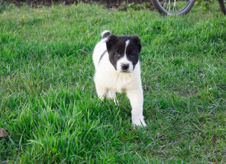 Naklejka na ściany i meble Black and white puppy Alabai runs on green grass close up
