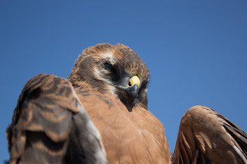 eagle against the blue sky