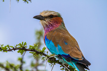 Blue bellied roller bird in Africa