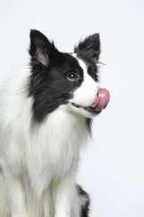 Against the gray and white background, the border collie makes a variety of naughty and lovely, happy and sad expressions. It is people's favorite pet, dog portrait combination series