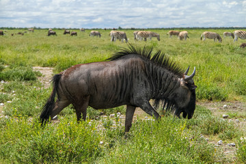 Obraz premium Wildebeest in Etosha National Park, Africa, Namibia