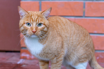 red cat on a brick wall background