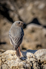 Un Passero Pigliamosche comune