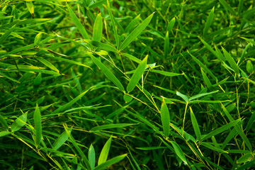 Green bush as a background