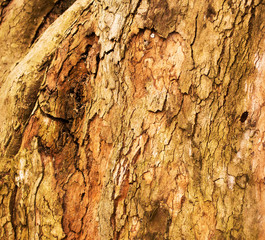 Bark of an old tree as a background