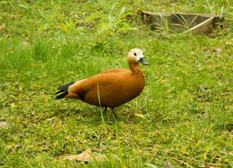 Duck on the green lawn