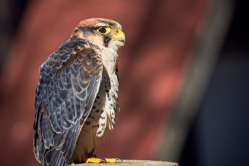 Lanner falcon closeup (Falco biarmicus)