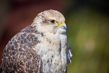 Saker falcon closeup (Falco cherrug)