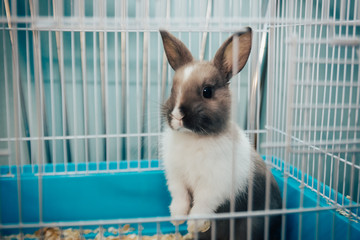home rabbit in a cage