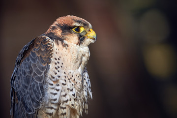 Lanner falcon closeup (Falco biarmicus)