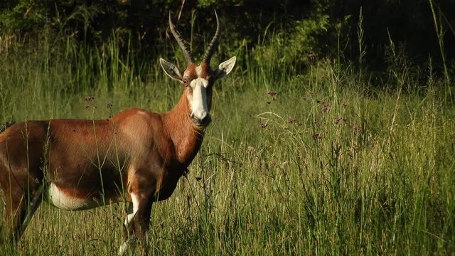 Blesbuck antelope grazing and walking with their young calves on the grassland near Camelroc and Lesotho border in south africa.
