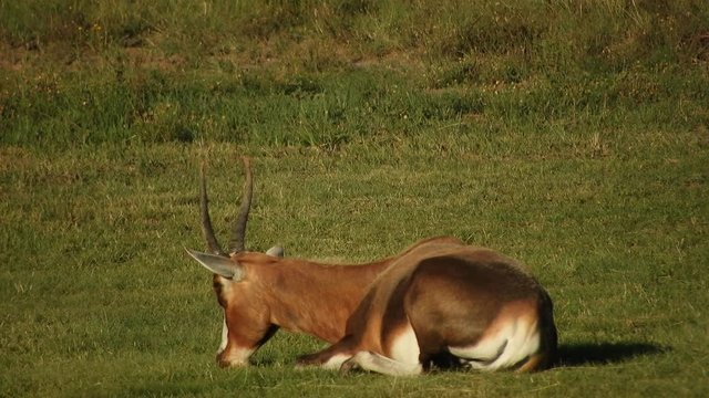 Blesbuck antelope grazing and walking with their young calves on the grassland near Camelroc and Lesotho border in south africa.