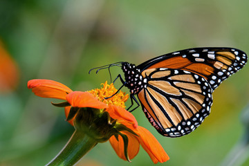 Fototapeta na wymiar Monarch butterfly on Tithonia diversifolia or Mexican sunflower. It is a milkweed butterfly in the family Nymphalidae and is threatened by habitat loss in the USA. 