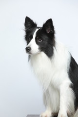 Against the gray and white background, the border collie makes a variety of naughty and lovely, happy and sad expressions. It is people's favorite pet, dog portrait combination series