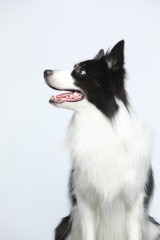 Against the gray and white background, the border collie makes a variety of naughty and lovely, happy and sad expressions. It is people's favorite pet, dog portrait combination series