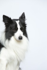 Against the gray and white background, the border collie makes a variety of naughty and lovely, happy and sad expressions. It is people's favorite pet, dog portrait combination series