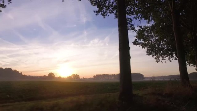 Sunrise on the field next to schelde river with fog on the fiels and poplar blocking