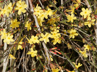 Winter-Jasmin (Jasminum nudiflorum). Einzelblüte von leuchtend gelbe Winterjasmin auf einem Zweig