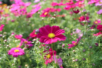 flowers in garden