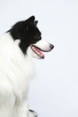 Against the gray and white background, the border collie makes a variety of naughty and lovely, happy and sad expressions. It is people's favorite pet, dog portrait combination series