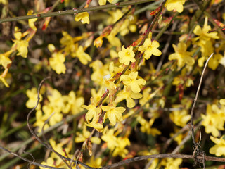 (Jasminum nudiflorum) Winter-Jasmin oder Gelber Winterjasmin ein Zierstrauch mit kleinen gelben Blüten in einer Gruppe auf biegsamen und gewölbten Zweigen