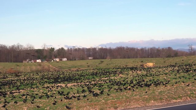 Tens of thousands of black birds in a field with farm buildings in the background Lots of milling about and then something triggers the birds to take off in a swarm and circle the field.