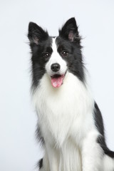 Against the gray and white background, the border collie makes a variety of naughty and lovely, happy and sad expressions. It is people's favorite pet, dog portrait combination series