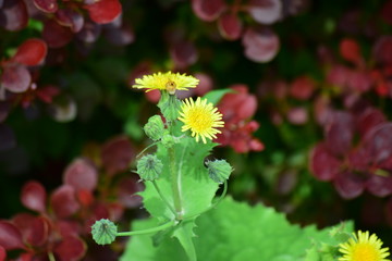 Gänsedistel, Sonchus asper