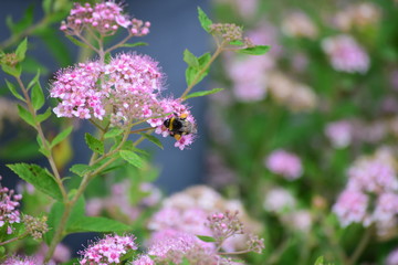 Japanischer Spierstrauch, Spiraea Japonica