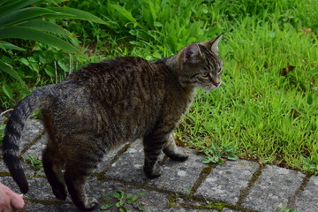 Katze stehend, braun tabby, Tier, Säugetier, Fell, Ohren, Pfoten, Schwanz, Wiese, Gras,...