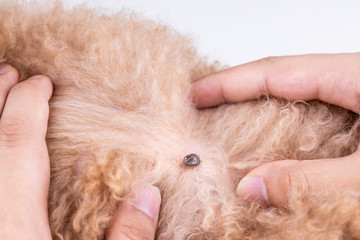 Big blood sucker tick  discovered on dog's fur