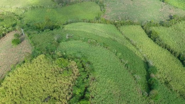 Aerial View of Green Coffee Plantation Farm Fields in Zona Cofetera, Colombia, Birdseye