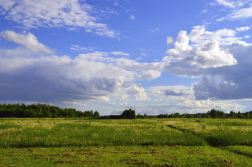 Beautiful summer landscape. Yellow-green field and blue sky with clouds.