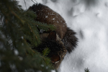 cat snow pet cute beautiful snow winter eyes look mustache strips snowflakes flakes needles spruce pine forest кошка снег питомец мило красиво снег зима глаза взгляд усы полоски снежинки ель хвоя 
