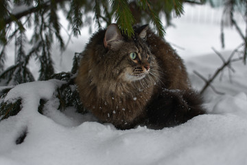 cat snow pet cute beautiful snow winter eyes look mustache strips snowflakes flakes needles spruce pine forest кошка снег питомец мило красиво снег зима глаза взгляд усы полоски снежинки ель хвоя 