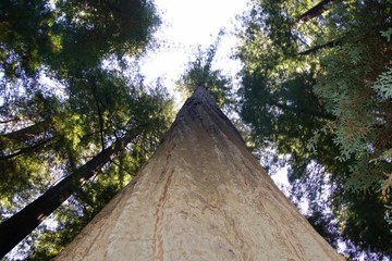 Fototapeta na wymiar Looking up at tall redwood from the ground