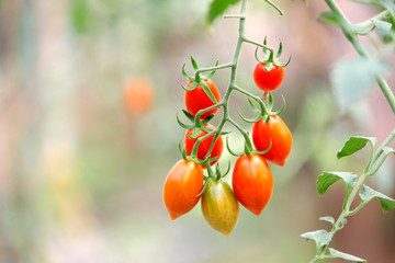 cherry tomato in organic farm