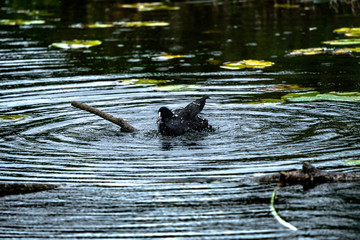 Bathing Bird