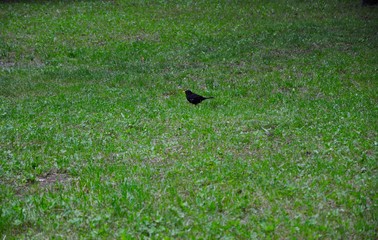 Common crow isolated on green grass