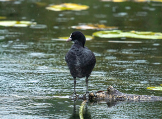 bird in the water