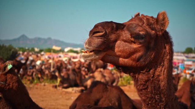 Slo-mo of camel eating/chewing in pushkar, india